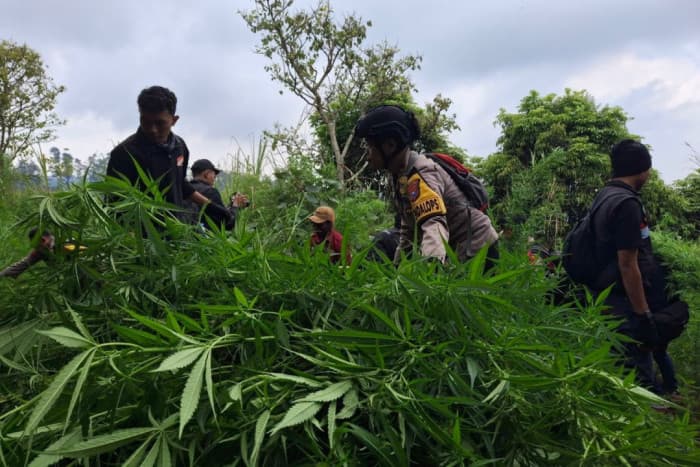 DPR Bakal Panggil Kemenhut Terkait Temuan Ladang Ganja di Bromo