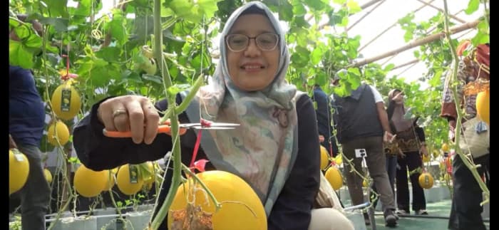 Sensasi Wisata Petik Buah Melon, Suguhkan Dua Varian Buah Yang Manis