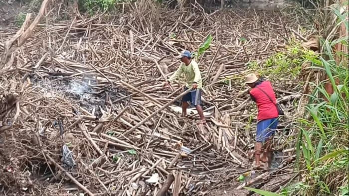 Puluhan Ribu Kubik Sampah Kayu Sumbat Sungai Way Pisang