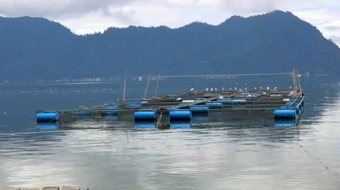 Kematian Ikan Secara Massal Kembali Terjadi Di Danau Maninjau Petani Keramba Alami Kerugian