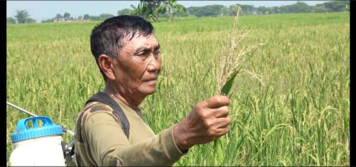 Hektaran Tanaman Padi Di Lamongan Terserang Penyakit Blas, Petani Gagal Panen