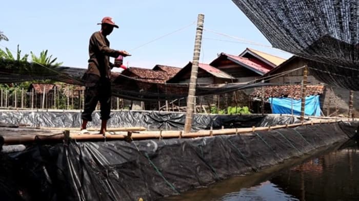 Pekon Way Batang Tekan Ketahanan Pangan Lewat Budidaya Ikan Lele