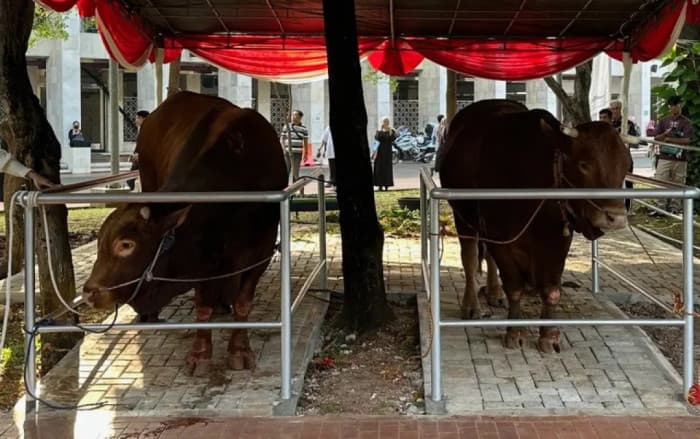 Bukan Sekadar Kurban: Sapi Raksasa Presiden Prabowo- Wapres Gibran Disembelih untuk Jamuan 2.000 Anak Yatim