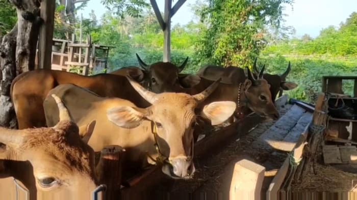 3.286 Ternak di Kabupaten Sumbawa Sembuh dari PMK