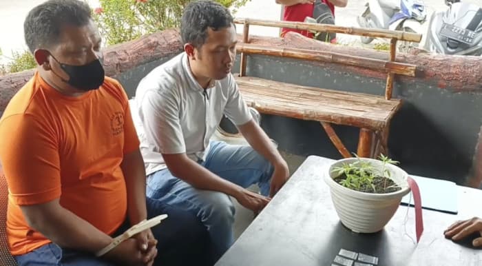 Warga Tanam Ganja di Bangkalan Ditangkap Polisi