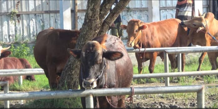 Jelang Idul Adha, Harga Sapi di Lamongan Melonjak