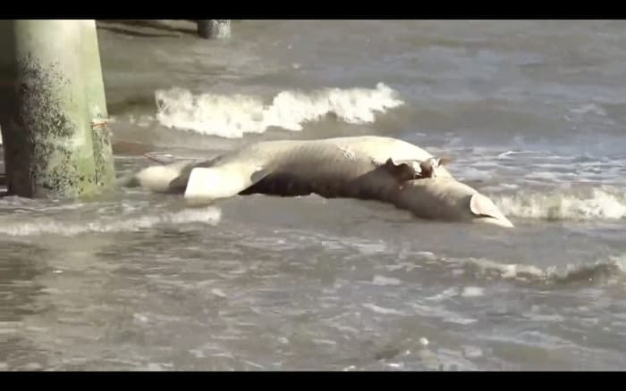 Tiga Ekor Bangkai Ikan Paus Terdampar Di Jembatan Suramadu