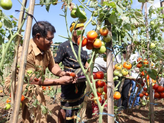 Bupati Sumba Barat Daya Dorong Produktivitas Kelompok Tani di Desa Pero 