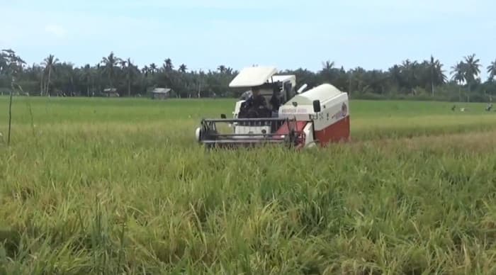 Bangka Selatan Targetkan Peningkatan Produksi Padi 4,41 Persen pada 2025