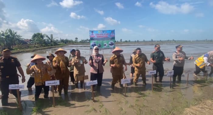 Bangka Selatan Jadi Lumbung Beras, Gubernur Fokuskan Teknologi Pertanian