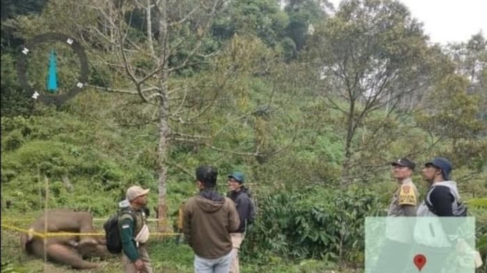 BKSDA Aceh Sampaikan Duka, Warga Bener Meriah Tewas akibat Konflik dengan Gajah