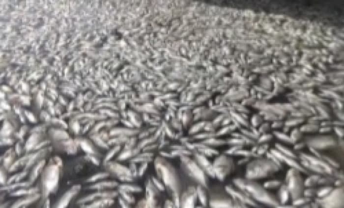 Ikan Mati Mendadak, Kerugian Peternak Keramba Apung Maninjau Capai Rp11 Milar Lebih